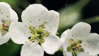 stamens pestils bud extreme close up white cherry blooming flower open its blossom spring time lapse [upl. by Bove]