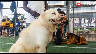 The Stunning Big White Caucasian Shepherd who showed up at August Classic Dog Show 2024 [upl. by Tildi]