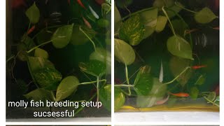 molly fish breeding setup sucsessful [upl. by Anilek]