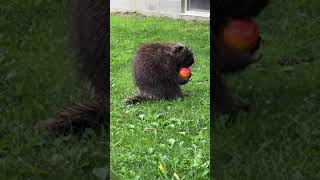 Nom nom nom 🍑❤️ porcupine porcupineeating [upl. by Glaab]