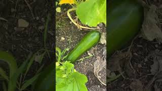 ￼￼ silence ça pousse 🌱😉 courgettes concombre flowers culture légume [upl. by Aem]