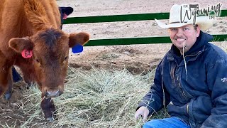 Visiting Our Favorite Calves During Preconditioning [upl. by Mlohsihc]