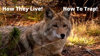 Coyote Facts How They Live amp How To Trap [upl. by Yllime]