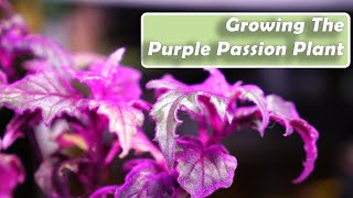 Purple Passion Plant Care  Gynura aurantiaca How to Grow Houseplants [upl. by Gualterio]