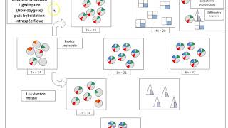 TSSynthèseLes mécanismes damelioration des plantes [upl. by Abbub]