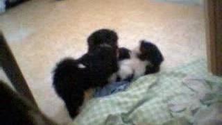 Cool Video  Shih Tzu Puppies Playing [upl. by Vally]