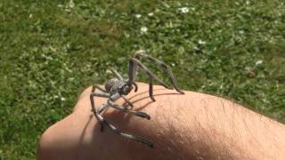 Giant Australian huntsman spider handling [upl. by Base728]