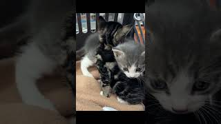 Kittens Get Rescued From a Roof [upl. by Amend]