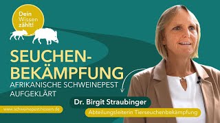 Afrikanische Schweinepest So läuft die Tierseuchenbekämpfung in Hessen ab  HMLU [upl. by Maurise]