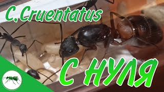 3 ЗОЛОТЫХ ПРАВИЛА Camponotus cruentatus СОДЕРЖАНИЕ Муравьи Муравьинаяферма ВГУМ [upl. by Thirion]