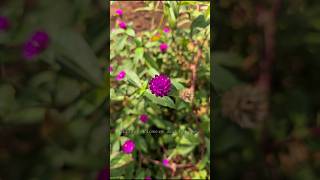 Gomphrena globosacommonly known as globe amaranth gardenflowers vadamalli flower nature shorts [upl. by Hendrix]