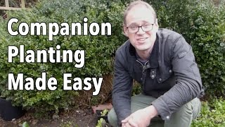 Companion Planting Made Easy [upl. by Ax]