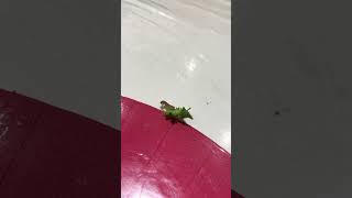 Subhanallah aphids are such fascinating creatures Watch how they move [upl. by Gilligan]