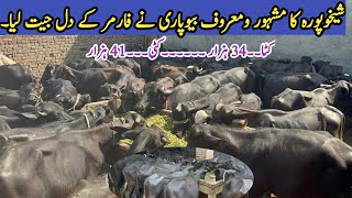 Feature of Fattening Business Plan 202425How to Start KattiHeifersFarming  Katta Tips [upl. by Braden696]