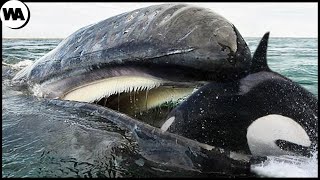 When an Orca Wants to Eat a Whales Tongue [upl. by Akimad]