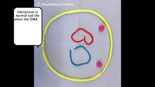 Mitosis and Meiosis Stop Motion Video [upl. by Nitza]