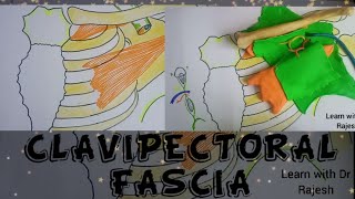 CLAVIPECTORAL FASCIA [upl. by Harrad445]