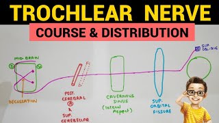 Trochlear Nerve  1  Course and Distribution [upl. by Llehsar]