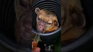 quotMeet the Adorable Kinkajou Natures Cutest Climberquot [upl. by Zillah900]