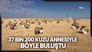 Kuzuların Koyunlarla Buluşması Renkli Görüntüler Oluşturdu [upl. by Suzie628]