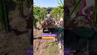 Pitaya Farming Technique 87 Dragon Fruit Plant Care amp Fertilizer Management farming gardening [upl. by Preston]