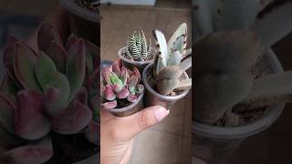 Haworthia cebra echeveria pulvinata y kalanchoe tometosa 🎁 succulents shorts suculentas [upl. by Ittap]