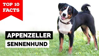 Appenzeller Sennenhund  Top 10 Facts [upl. by Lemor]