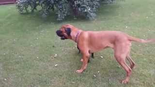 Staffy bull mastiff dog fight [upl. by Eelinej]