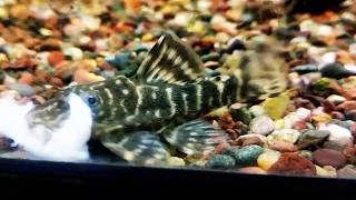 Clown Pleco  Panaqolus maccus L104 [upl. by Attirehs]