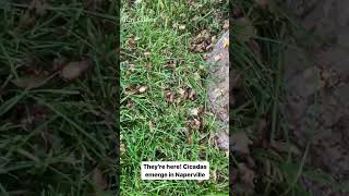 Cicadas arrive in Chicago suburbs [upl. by Elijah498]