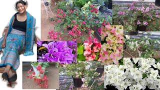 Bougainvillea ming 100 rang nigita onggenokon manini dakpile banga😱😍Nok koba ontisa mesokatenga [upl. by Aropizt]