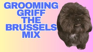 Griff the Brussels Griffon Mix Gets Groomed [upl. by Heringer]