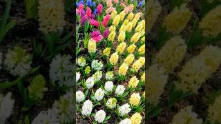 Hyacinthus orientalis 風信子 hyacinthus bulbs 花語 plant [upl. by Polito934]