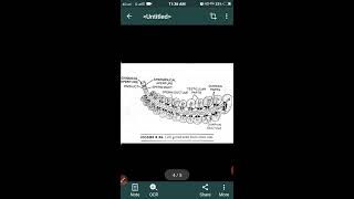 Ascidian Tadpole Larva1 BSclll Dr Chandra Prabha Zoology [upl. by Ariom]