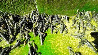 Incredible yabby phenomenon yabbies on the march We rescued 100s of trapped yabbies [upl. by Aivato320]