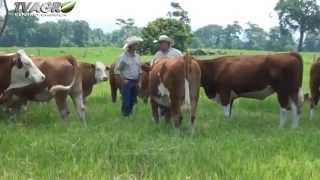 Ganadería Imperial 👑  TV Agro Guatemala [upl. by Cherie]