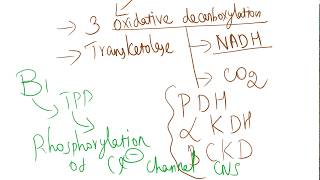 Coenzyme role of B1 Thiamine [upl. by Norvell620]