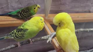 11 Hr Help Quiet Parakeets Sing by Playing This Cute Budgies Chirping Reduce Stress of lonely Bird [upl. by Cooe]