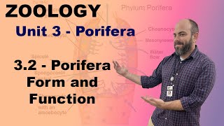 Zoology Unit 3  32  Porifera Form and Function [upl. by Whitebook]