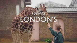 Visit ZSL London Zoo [upl. by Bergeron]