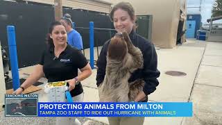 Tampa Zoo Preps For Hurricane Milton [upl. by Nnaear732]