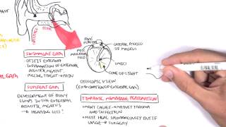 Anatomy  Middle Ear [upl. by Esau]