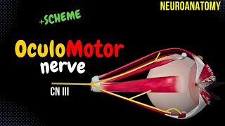 CN 3 Oculomotor Nerve EASY Scheme  Animation [upl. by Johnny277]