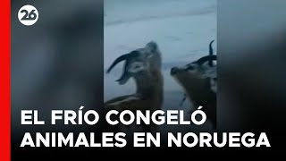 NORUEGA  Las imágenes de los animales que quedaron congelados por el frío extremo [upl. by Pompei]