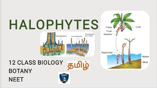 Halophytes in Tamil I Principles of Ecology I Botany I Class 12  TNSCERTCBSE  NEET [upl. by Erej686]