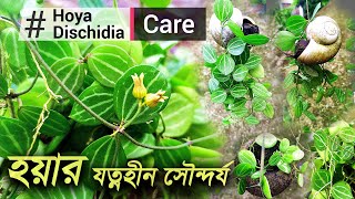 How to growing Dischidia Ovata Watermelon  Hoya dischidia  হয়া ডিসকেডিয়া ওভাটা ওয়াটারমেলন [upl. by Dnomaid]