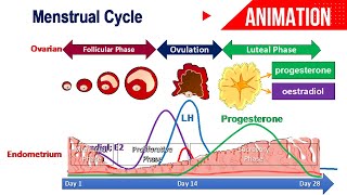 Menstrual Cycle Animation  Ovarian amp Uterine Changes  Hormonal Control [upl. by Alis]