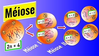 La méiose expliquée Comment se déroulent la méiose I et II [upl. by Anirehc]