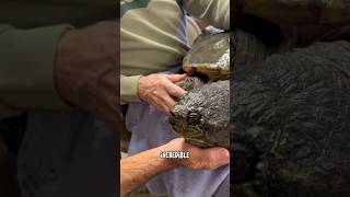 Snappy is an Uncommon Common Snapping Turtlesnappingturtle shorts turtle turtlepond [upl. by Sender745]