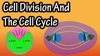 How Do Cells Divide  Phases Of Mitosis  Cell Division And The Cell Cycle  Cellular Division [upl. by Akihsay]